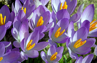 Krokusse, geöffnete Blüten
