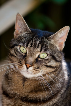 Idefix