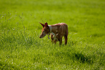 Podenco Canario
