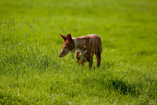 Podenco Canario
