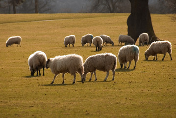 Obraz premium sheep