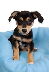 Elegant dog on blue wrap