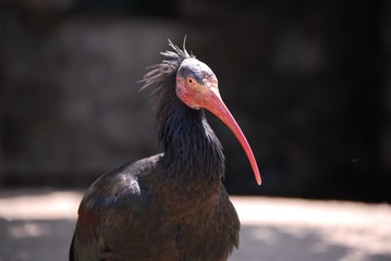 Obraz premium Waldrapp