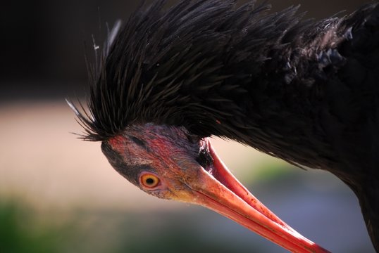 Waldrapp