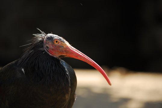 Waldrapp