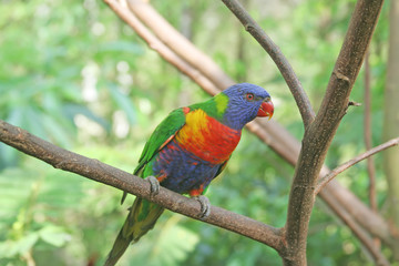 lory