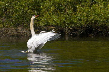 cisne batiendo las alas