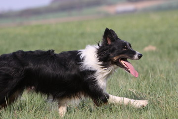 Border Collie