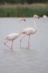 flamant rose