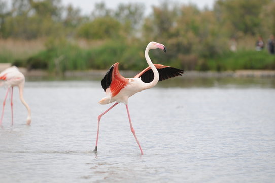 Fototapeta Flamant rose