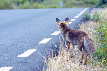 Zorro en carretera