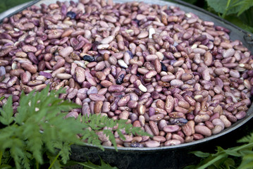 Kettle with a string bean in a grass