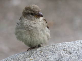 House sparrow
