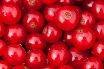 Johannisbeeren Nahaufnahme