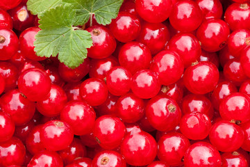 Rote Johannisbeeren mit Blatt