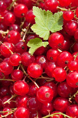 Rote Johannisbeeren