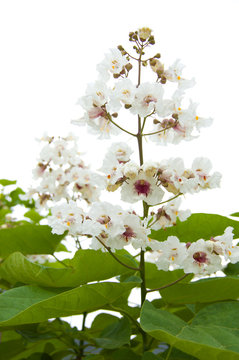 Catalpa tree flowers