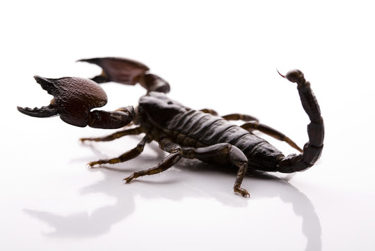 Scorpion background with path