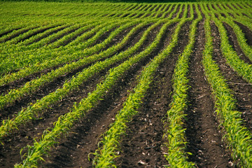 Fototapeta na wymiar Wiersze pole kukurydzy
