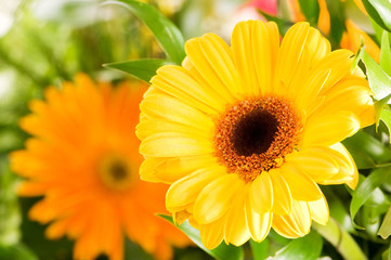 Yellow gerbera flower agaisnt green blurred background