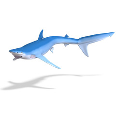 blue shark