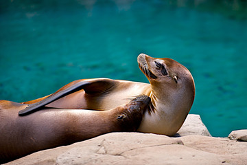 Two Seals In An Embrace