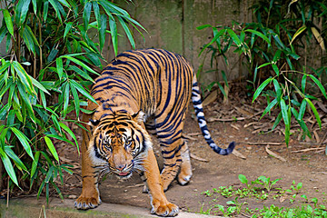 Tiger on the Prowl © dmvphotos
