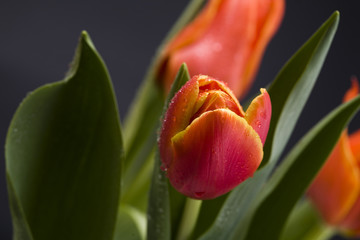 Tulip