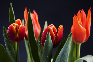 Tulips