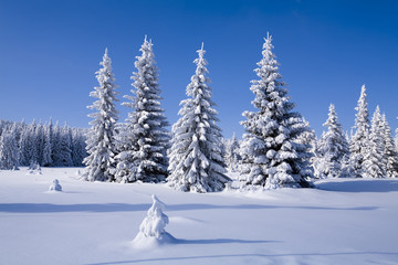 Winter forest