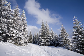 Fototapeta na wymiar Winding road through winter forest