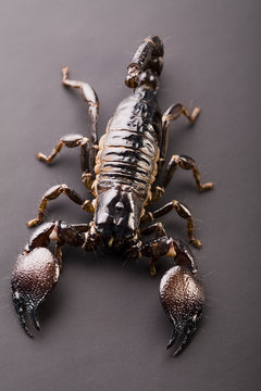 Black scorpion