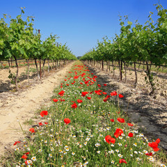 Coquelicots dans un champ de vignes