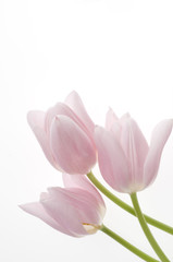 Obraz na płótnie Canvas Beautiful pink tulips