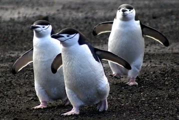 Abwaschbare Fototapete Antarktis Zügelpinguine, Deception Island