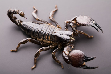 Black scorpion