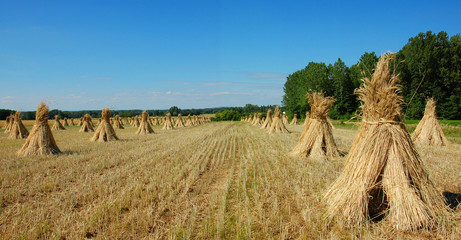Gerbes de paille dan un champ.