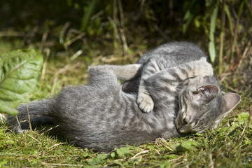 combat de 2 chatons