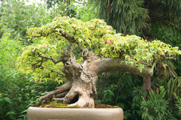 Fototapeta premium bonsai tree