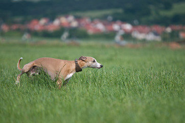 Windhund auf der Wiese