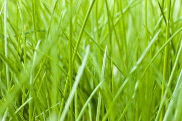 Spring grass texture