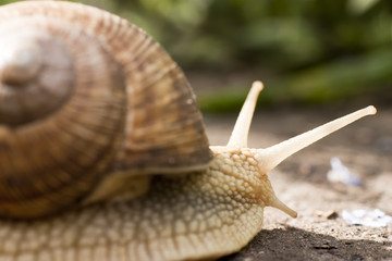 snail