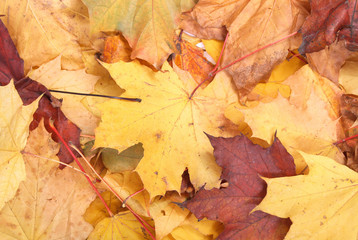 autumn leaves