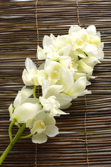 Beautiful orchid on bamboo mat