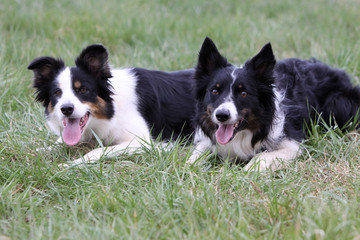 Border Collie