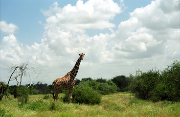 Maasai giraffe, Samburu Game Reserve, Kenya