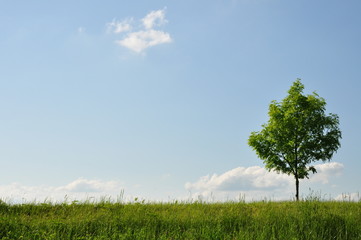 Fototapeta na wymiar Baum am Horizont