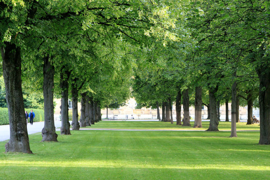 Baum Allee im Hofgarten