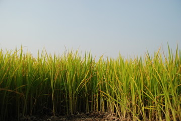 Obraz premium paddy field