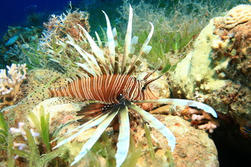 Common Lionfish (Pterois miles) hunting in the Red Sea